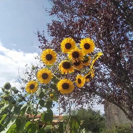 Oda ve Kahvaltı Les Tournesols
