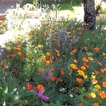 Les Tournesols La Bernardiere