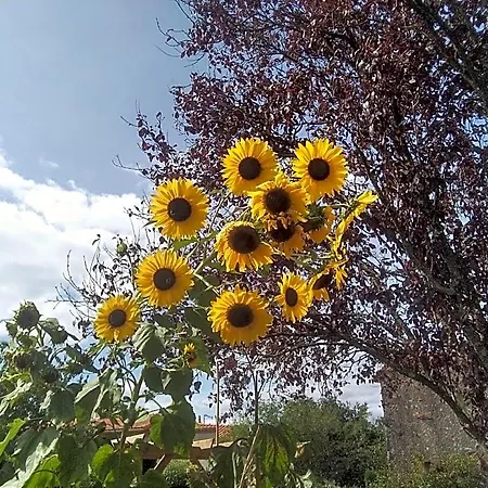 Les Tournesols *