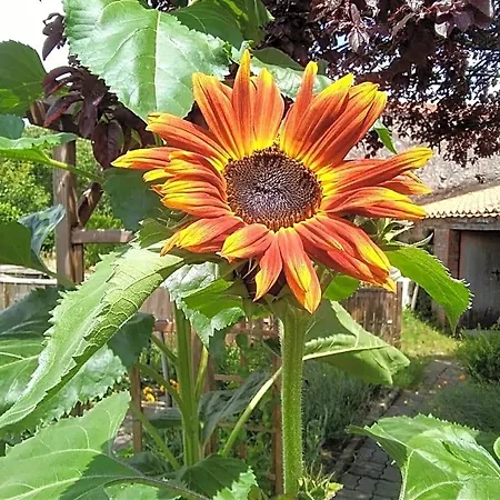 Les Tournesols Bed & Breakfast